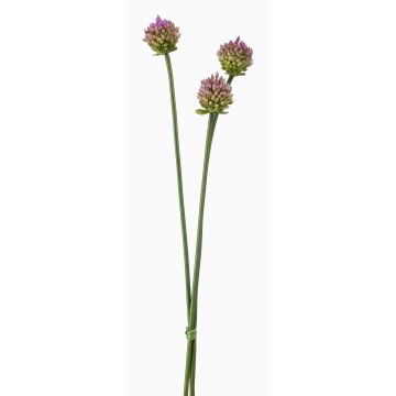 Dekobündel Allium LAMDA, violett-grün, 65cm, Ø4cm Dekobündel Allium LAMDA, violett-grün, 65cm, Ø4cm