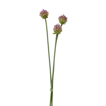 Dekobündel Allium LAMDA, violett-grün, 65cm, Ø4cm Dekobündel Allium LAMDA, violett-grün, 65cm, Ø4cm