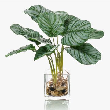 Künstliche Pflanze Calathea Orbifolia AGINA im Glastopf, grün-weiß, 40cm