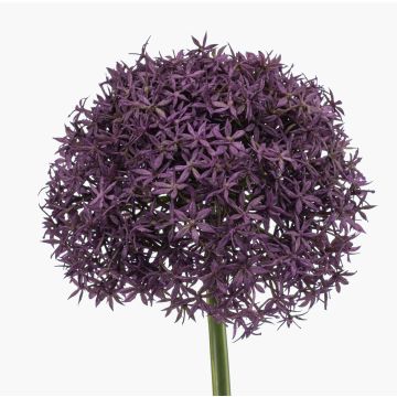 Kunstblume Allium PRAXEN, dunkellila, 90cm