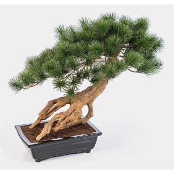 Künstliche Bonsai Pinie SARINU in Pflanzschale, 55cm Künstliche Bonsai Pinie SARINU in Pflanzschale, 55cm