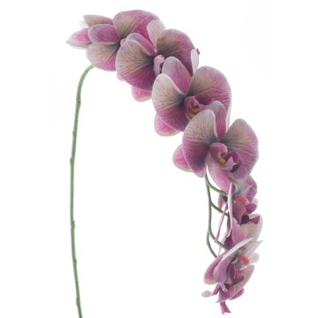 Kunstblume Phalaenopsis Orchidee KORAYA, aubergine-creme, 110cm Kunstblume Phalaenopsis Orchidee KORAYA, aubergine-creme, 110cm