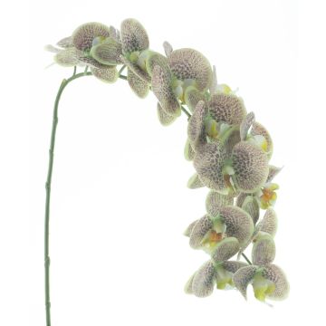 Kunstblume Phalaenopsis Orchidee KORAYA, grün-violett, 110cm Kunstblume Phalaenopsis Orchidee KORAYA, grün-violett, 110cm