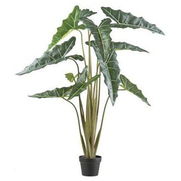 Deko Pflanze Alocasia Sanderiana NARLO, Dekotopf, grün, 130cm Deko Pflanze Alocasia Sanderiana NARLO, Dekotopf, grün, 130cm
