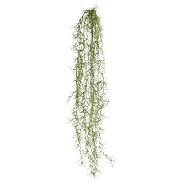Deko Sukkulente Tillandsia usneoides BLIMFY, Steckstab, hängend, dunkelgrün, 80cm Deko Sukkulente Tillandsia usneoides BLIMFY, Steckstab, hängend, dunkelgrün, 80cm