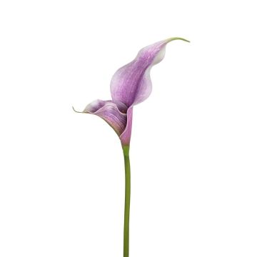 Kunstblume Calla ZEFYRA, lila, 75cm Kunstblume Calla ZEFYRA, lila, 75cm