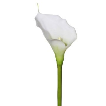Künstliche Calla GOLMA, weiß, 70cm