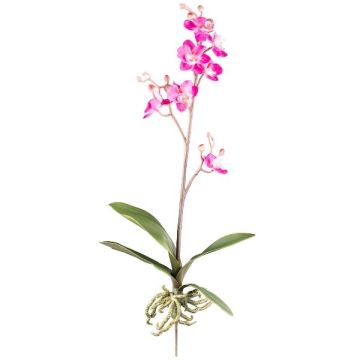 Deko Phalaenopsis Orchidee MALZA, Steckstab, Wurzeln, cerise, 55cm