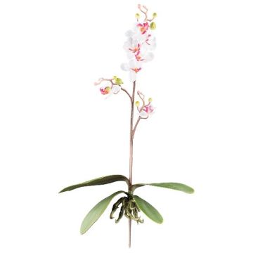 Deko Phalaenopsis Orchidee MALZA, Steckstab, Wurzeln, weiß-lila, 55cm