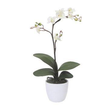 Deko Phalaenopsis Orchidee MALZA, Steckstab, Wurzeln, creme, 55cm