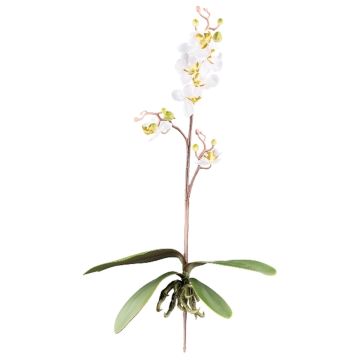 Deko Phalaenopsis Orchidee MALZA, Steckstab, Wurzeln, creme, 55cm Deko Phalaenopsis Orchidee MALZA, Steckstab, Wurzeln, creme, 55cm