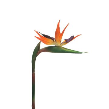 Textilblume Strelitzie DONGLIN, orange-violett, 85cm, 14x25cm