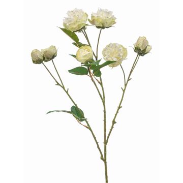 Dekozweig Kohl-Rose TRUVOL, weiß-grün, 65cm, Ø2-6cm Dekozweig Kohl-Rose TRUVOL, weiß-grün, 65cm, Ø2-6cm