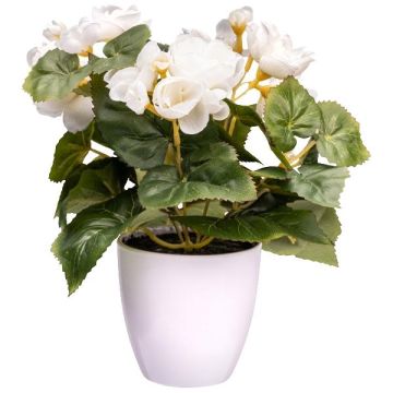 Kunstblume Begonie SYLINA, weißer Dekotopf, creme, 25cm Kunstblume Begonie SYLINA, weißer Dekotopf, creme, 25cm