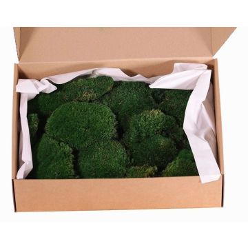 Echtes Flachmoos DIMITRA, grün, 800g, 0,15 m2 Echtes Flachmoos DIMITRA, grün, 800g, 0,15 m2