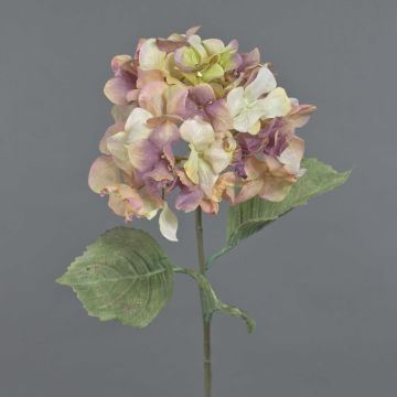 Dekoblume Hortensie URANIA, Trockenoptik, altrosa-creme, 75cm, Ø20cm