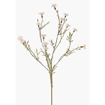 Dekozweig Kornblume ZENOBIOS, creme, 80cm, Ø3-4cm Dekozweig Kornblume ZENOBIOS, creme, 80cm, Ø3-4cm