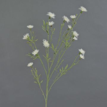Dekozweig Kornblume ZENOBIOS, creme, 80cm, Ø3-4cm