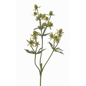 Dekozweig Edeldistel KALYPSO, grün, 65cm, Ø3-4cm Dekozweig Edeldistel KALYPSO, grün, 65cm, Ø3-4cm