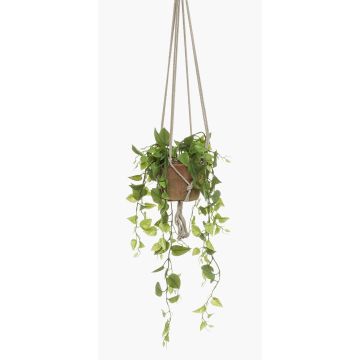 Dekopflanze Philodendron Scandens Hänger RUESCA, Terracotta Topf, 90cm
