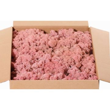 Isländisches Naturmoos SVEINBJÖRN, rosa, 2,7kg Isländisches Naturmoos SVEINBJÖRN, rosa, 2,7kg