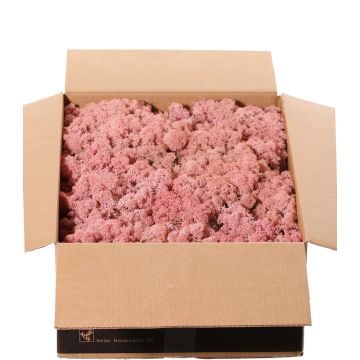 Isländisches Naturmoos SVEINBJÖRN, rosa, 2,7kg