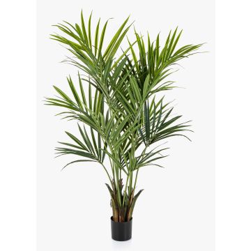 Kunst Kentia Palme OMAYRA, buschig, 170cm