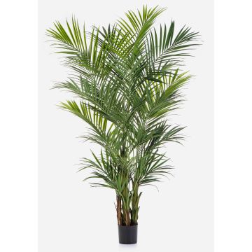 Kunst Kentia Palme OMAYRA, buschig, 260cm