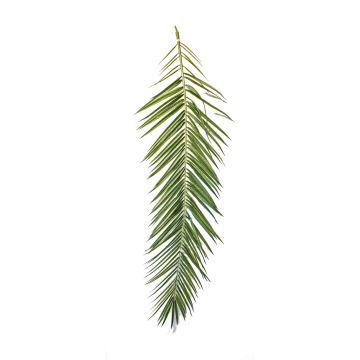 Deko Phönix Palmwedel MARFIK, 15 Stück, 150-180cm