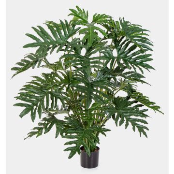 Dekopflanze Philodendron Selloum LAINA, 125cm Dekopflanze Philodendron Selloum LAINA, 125cm