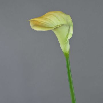 Calla künstlich DAISCHI, gelb-grün, 70cm, 11x14cm