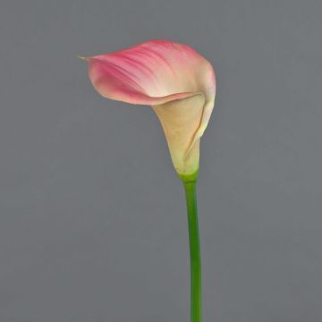 Calla künstlich DAISCHI, rosa-creme, 70cm, 11x14cm