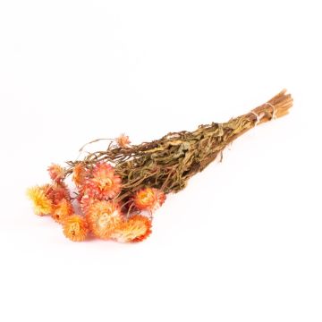 Getrockneter Strauß Strohblumen ALMINKA, gelb-orange, 50-60cm, Ø15cm Getrockneter Strauß Strohblumen ALMINKA, gelb-orange, 50-60cm, Ø15cm