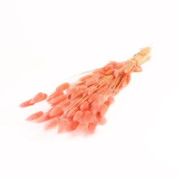 Trockengras BORKA, Bund Lagurus, altrosa, 55-75cm, Ø12cm