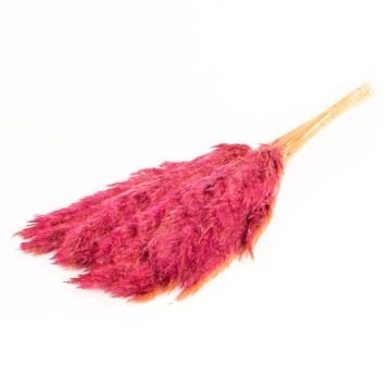 Trocken Bund Schilf DONJETA, violett, 70-80cm, Ø15cm