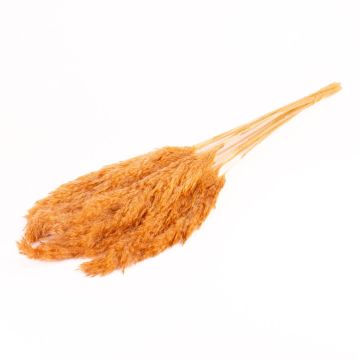 Trocken Bund Schilf DONJETA, terracotta, 70-80cm, Ø15cm Trocken Bund Schilf DONJETA, terracotta, 70-80cm, Ø15cm