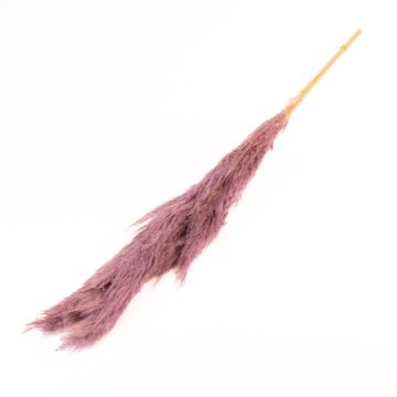 Getrocknetes Pampasgras ANIAMI, lila, 130-140cm, Ø20cm Getrocknetes Pampasgras ANIAMI, lila, 130-140cm, Ø20cm