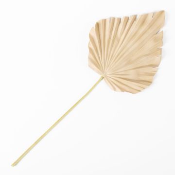 Plastik Palmwedel Washingtonia RUNING, beige-gelb, 60cm