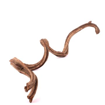 Getrocknete Liane Cipo Rosca TANGUN, natur, 100-120cm