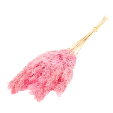 Trocken Bund Schilf DONJETA, rosa, 70-80cm, Ø15cm Trocken Bund Schilf DONJETA, rosa, 70-80cm, Ø15cm