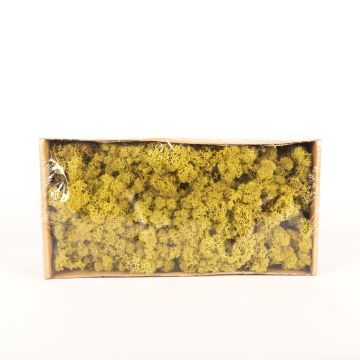 Isländisches Naturmoos SVEINBJÖRN, kiwigrün, 500g