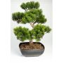 Dekobonsai Pinie SHADIA mit Wurzeln, in Bonsaischale, 50cm