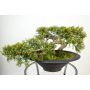 Dekobonsai Zeder GABRIA mit Wurzeln, in Dekoschale, 40cm