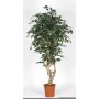 Kunststoff Ficus Benjamina SILENO, Echtstamm, grün-weiß, 175cm - Made in Italy