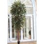 Dekobaum Ficus Benjamini YONDALA, Echtstämme, grün, 300cm