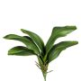 Dekoblätter Phalaenopsis Orchidee DRANFOL, Steckstab, Luftwurzeln, 35cm