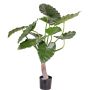 Dekopflanze Alocasia Calidora SURI, grün, 80cm