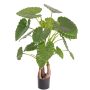 Dekopflanze Alocasia Calidora SURI, grün, 120cm