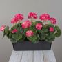 Kunst Geranien FLOREANA im Blumenkasten, 3 Stück, dunkelrosa, 40x15x35cm