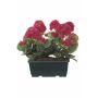 Kunst Geranien FLOREANA im Blumenkasten, 2 Stück, pink, 24x11x34cm